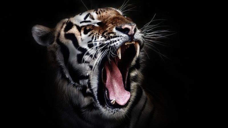 FLE A2 – CO – Le tigre du Bengale