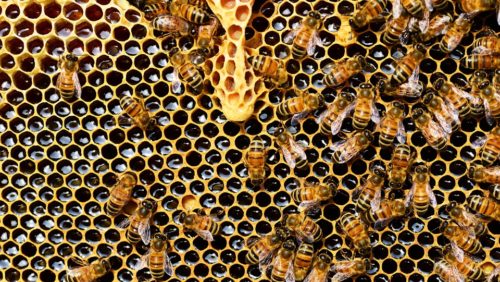Hécatombes dans les ruches